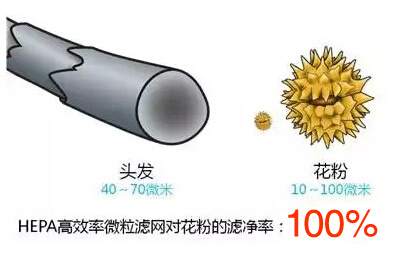 花粉污染物 花粉污染物
