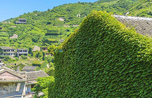 吸煙室空氣凈化器—植被 吸煙室空氣凈化器—植被
